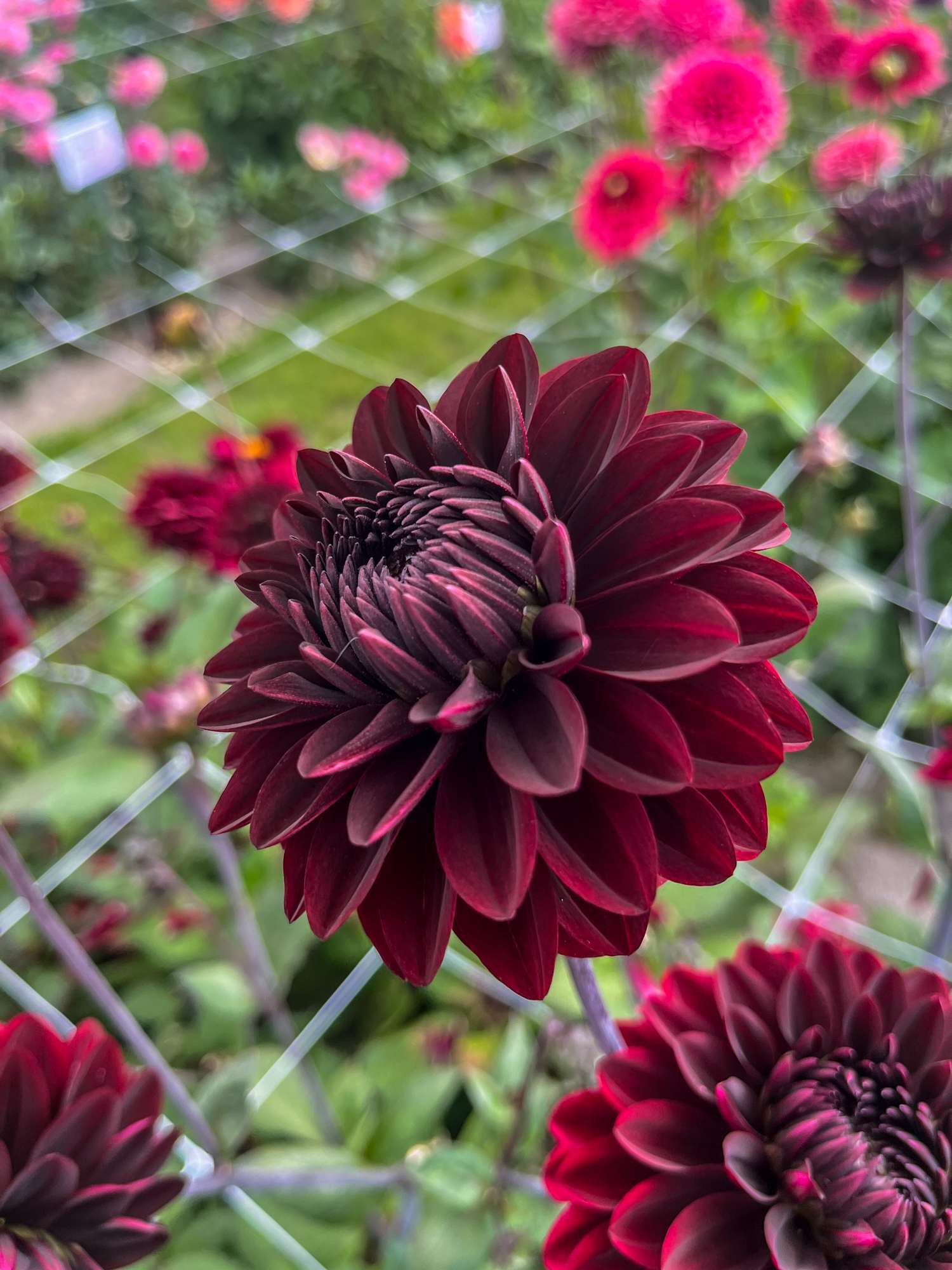 Daalia 'Dark Destiny'